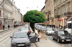 Щоб посадити дерева,  у Львові готові наново розкопувати  щойно відремонтовані вулиці