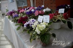 У Львові проходить виставка фіалок та кактусів (ФОТО)