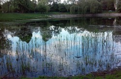 У Львові взялись чистити озера