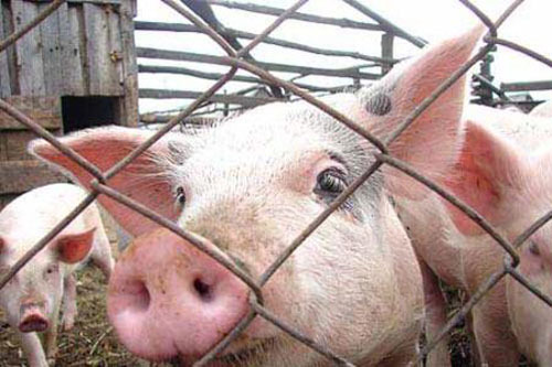 Ситуація з африканською чумою у свиней на Львівщині: що кажуть чиновники