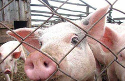 Ситуація з африканською чумою у свиней на Львівщині: що кажуть чиновники
