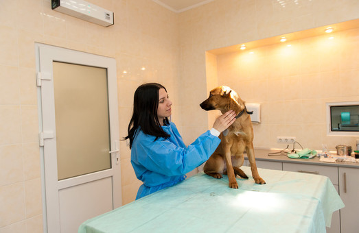 У Львові створюють центр адопції беспритульних тварин