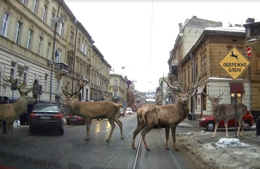 На вулицях Львова зафіксували оленів (ФОТОФАКТ)