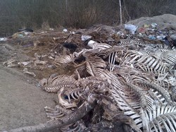 На Львівщині виявили скотомогильник площею 3 га
