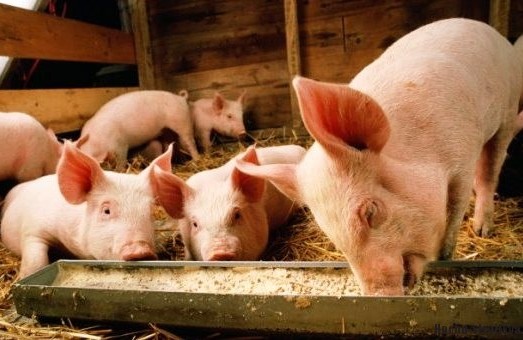 На Львівщині займатимуться розведенням свиней