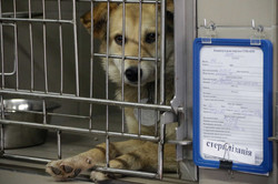 До кінця весни Львів першим в Україні відкриє Центр адопції безпритульних тварин (ФОТО)