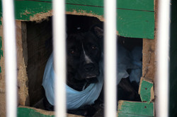До кінця весни Львів першим в Україні відкриє Центр адопції безпритульних тварин (ФОТО)