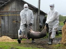 На Львівщині не зафіксовано випадків захворювання на Африканську чуму свиней