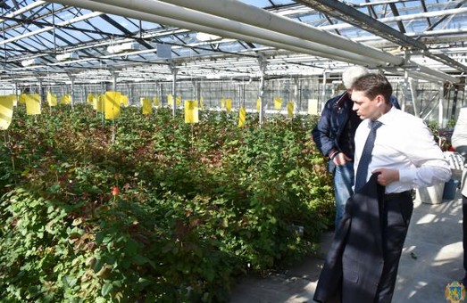 Як працює бізнес із вирощування троянд на Львівщині