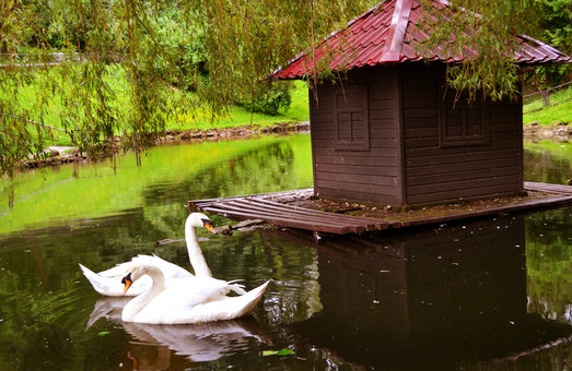 На озерах Львова знову можна помилуватись лебедями