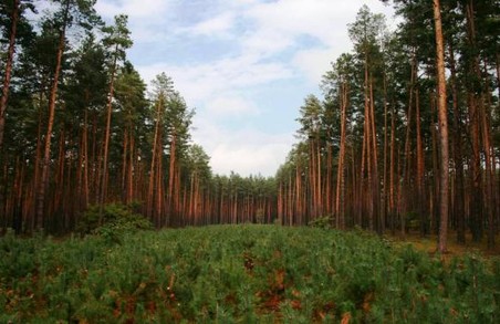 На Львівщині виправляють шкоду, завдану лісам