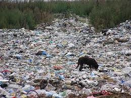 Як у Львові викинули сміття у поле (ВІДЕО)