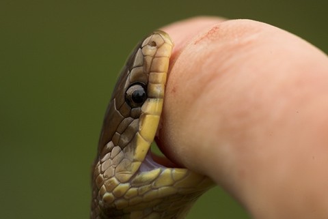 На Сколівщині продовжують фіксувати випадки укусів змій