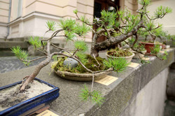 У Львові сьогодні можна безкоштовно оглянути унікальну колекцію бонсай (ФОТО)