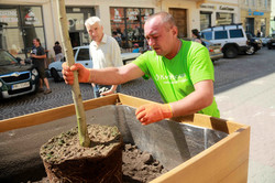 У центрі Львова стало красивіше: висадили декоративні дерева (ФОТО)