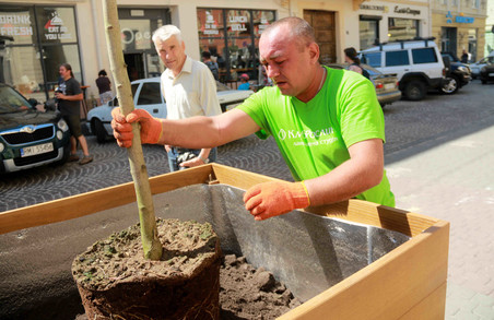 У центрі Львова стало красивіше: висадили декоративні дерева (ФОТО)