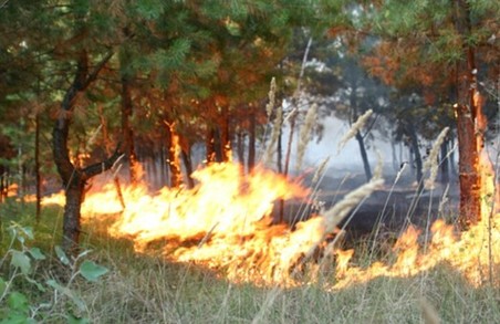 Львівщина через погоду та недбалість потерпає від пожеж в екосистемах