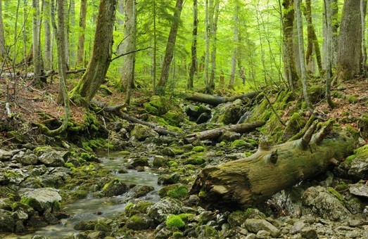 Українські ліси внесли до списку ЮНЕСКО