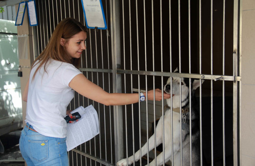 У Львові розповіли скільки насправді тут безпритульних собак (ФОТО)