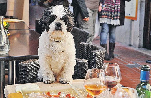 У Львові відкриють ресторан для собак