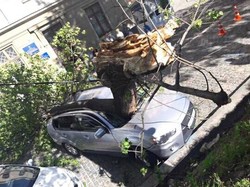 У центрі Львова дерево зруйнувало автомобіль нардепа Оксани Юринець