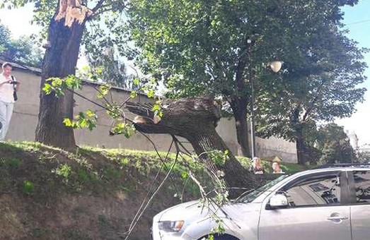 У центрі Львова дерево зруйнувало автомобіль нардепа Оксани Юринець