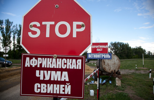 АЧС на Львівщині: селяни не дають приспати свиней