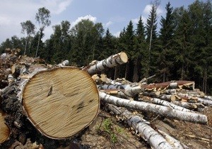 Правоохоронці шукають зловмисників, які незаконно зрубали дерева у "Діброві"