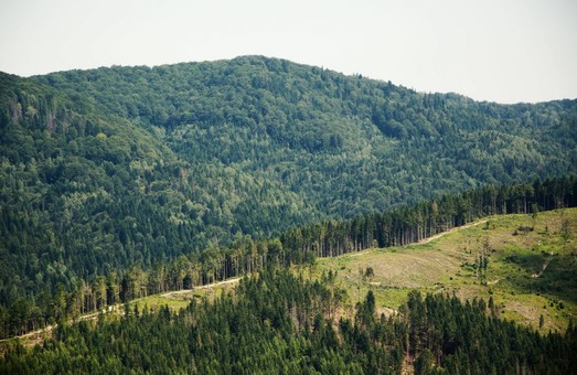 Верховна Рада схвалила мораторій на рубку лісу на схилах Карпат