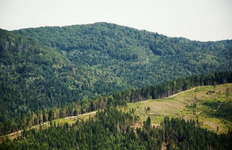 Верховна Рада схвалила мораторій на рубку лісу на схилах Карпат