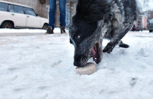 У Львові розшукують людей, які розсипають на вулицях отруту для собак