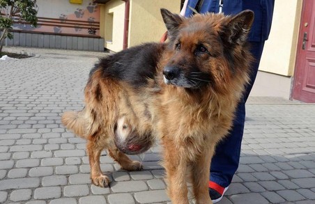 Львівські ветеринари врятували вівчарку з 6-ти кілограмовою пухлиною