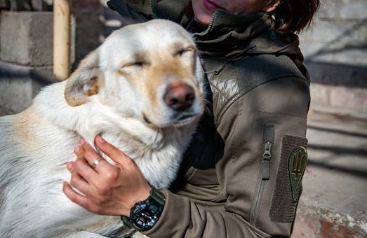 У Львові для собаки-героя з передової шукають родину