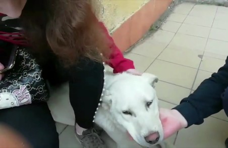 «Вбитого» собаку у Городку знайшли