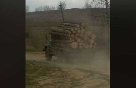 На Львівщині невідомі масово вирубують ліс
