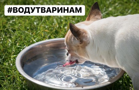Львівські активісти просять містян поїти тварин