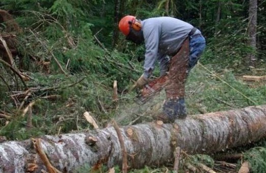 На Львівщині затримали чоловіка, який рубав дерева прямо у ландшафтному парку