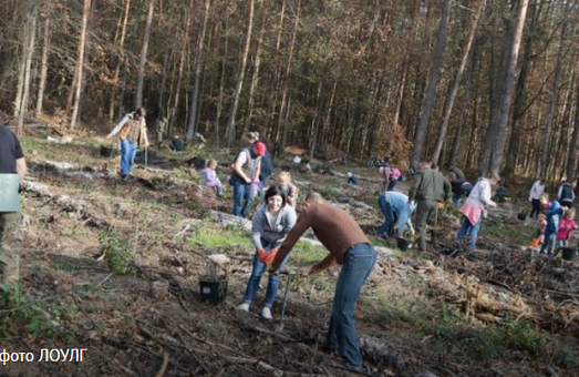 На Львівщині висадили 65000 дерев за 1 день