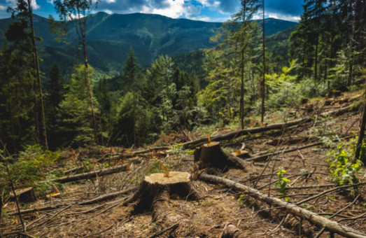 ВРУ заборонила вирубувати ліс у Карпатах
