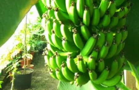 Біля Львова створили бананову ферму