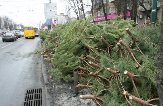 У Львові відкриваються ялинкові базари: де можна купити різдвяне дерево (адреса)