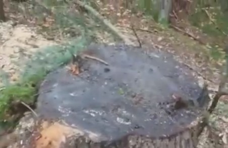 На Львівщині «чорні лісоруби» знищували дерева на території майбутнього національного парку