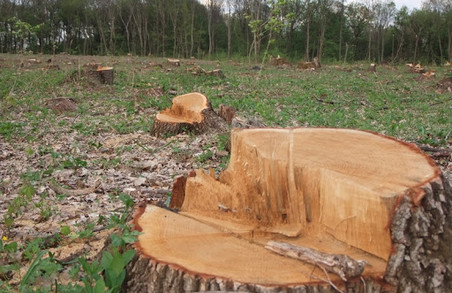 На Львівщині судитимуть двох лісників за вирубку лісу на суму близько 600 000 гривень
