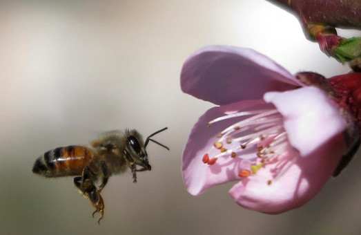 У Буському районі на Львівщині пасічники скаржаться на загибель льотних бджіл