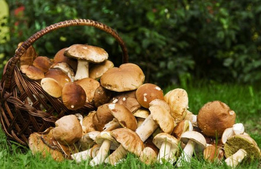 Мешканців Львівщини попереджають, як уникнути отруєння грибами