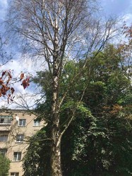 У Львові в дворі багатоповерхівки всихає 25 дерев