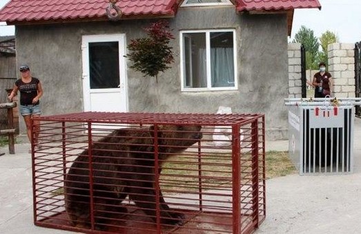 У притулку «Домажир» поселяться ще два ведмеді