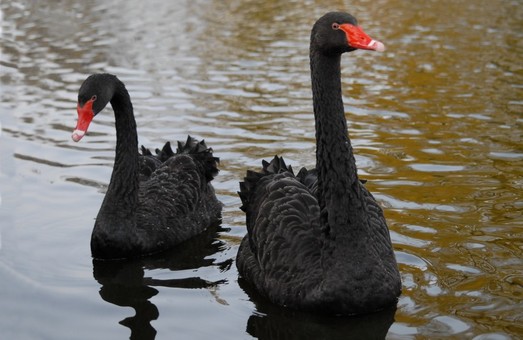У Львові в чорних лебедів, які живуть у Стрийському парку, з’явилися пташенята