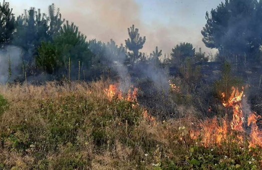 В неділю на Львівщині вигоріло понад 2 гектари сухостою