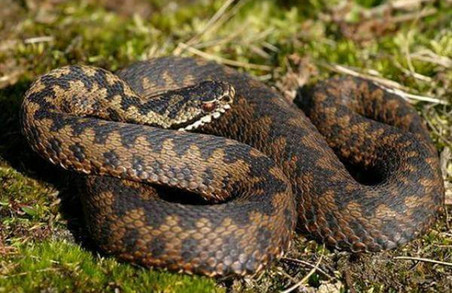 У Старосамбірському районі на Львівщині змія вкусила 51-річну жінку